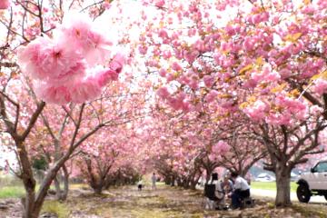 4月16日 加納の八重桜が満開の写真2
