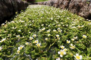4月23日 ホテルモンテローザ水路の梅花藻の写真