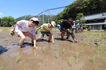 5月9日 長谷小学校 田植え体験の写真1