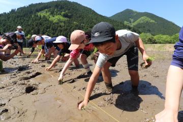 5月9日 長谷小学校 田植え体験の写真3