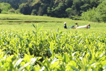 仙霊茶の摘み取りが最盛期の写真