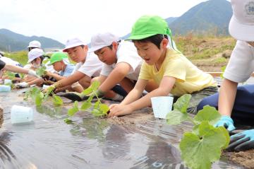 6月5日 銀馬車かぼちゃの植え付け体験の写真1