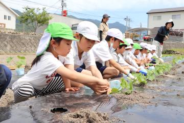 6月5日 銀馬車かぼちゃの植え付け体験の写真2