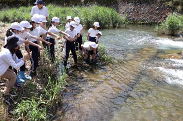 6月20日 長谷小学校 アユの放流の写真3