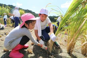 9月7日 神崎幼稚園・小学校 稲刈り体験の写真2