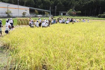 9月7日 神崎幼稚園・小学校 稲刈り体験の写真4