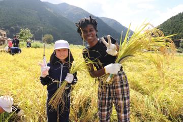 9月12日 長谷小学校 稲刈り体験の写真1