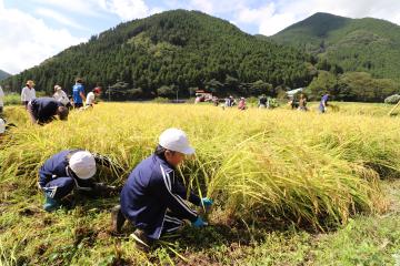 9月12日 長谷小学校 稲刈り体験の写真2