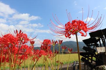 9月28日 彼岸花が見頃の写真