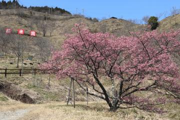 3月16日 かみかわ桜の山 桜華園 オープンの写真