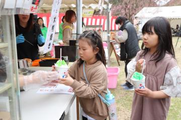 3月31日 かみかわ桜の山 桜華園 さくらまつりの写真2