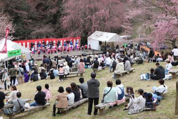 3月31日 かみかわ桜の山 桜華園 さくらまつりの写真3