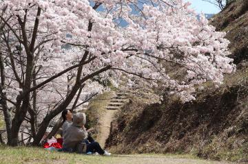 4月6日・7日 神河町内で桜が満開の写真1