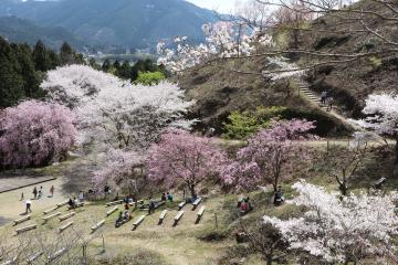 4月6日・7日 神河町内で桜が満開の写真2