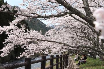 4月6日・7日 神河町内で桜が満開の写真3