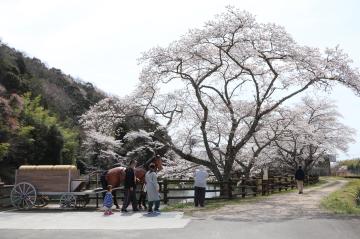 4月6日・7日 神河町内で桜が満開の写真4