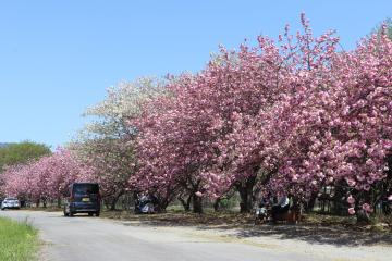 4月19日 加納の八重桜が満開の写真1