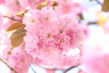 4月19日 加納の八重桜が満開の写真2