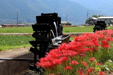10月2日 彼岸花が見頃の写真