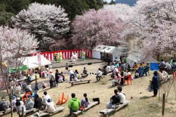 4月6日 かみかわ桜の山 桜華園 さくらまつりの写真