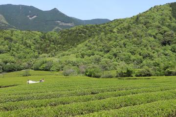 5月3日 新茶の収穫の写真