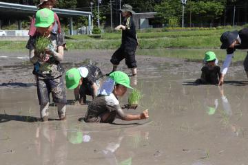 5月8日 神崎保育園 どろんこ遊び・田植え体験の写真4