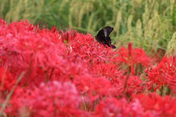 9月22日 彼岸花が見頃の写真