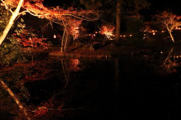11月20日 福本藩池田家陣屋跡庭園ライトアップの写真