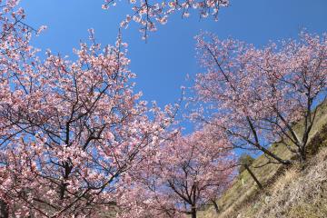 3月17日 かみかわ桜の山 桜華園 まもなくオープンの写真