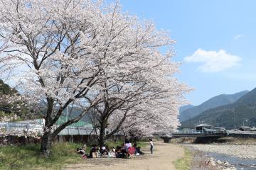 4月3日 神河町内で桜が見頃の写真1