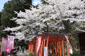 4月3日 神河町内で桜が見頃の写真2