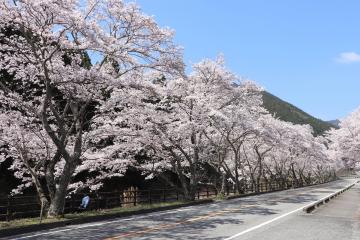 4月3日 神河町内で桜が見頃の写真3