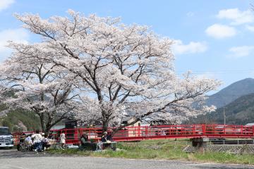 4月3日 神河町内で桜が見頃の写真4
