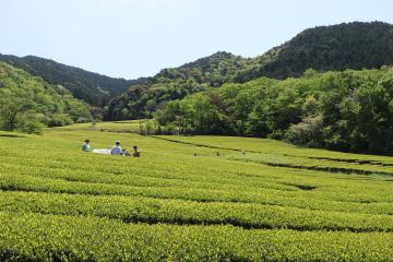 5月2日 新茶の収穫の写真