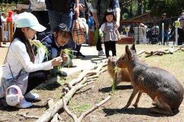 5月5日 こどもの日 ヨーデルの森の写真2