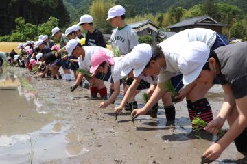 5月14日 神崎小学校・幼稚園・保育園 田植え体験の写真1