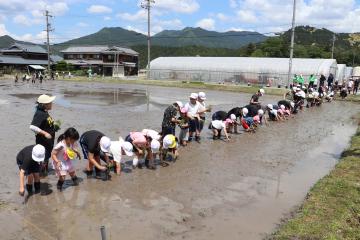 5月14日 神崎小学校・幼稚園・保育園 田植え体験の写真3