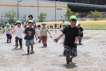 5月14日 神崎小学校・幼稚園・保育園 田植え体験の写真4