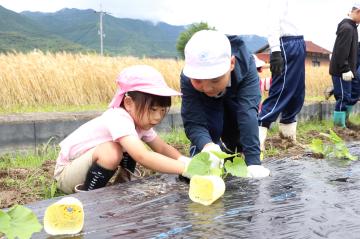 6月9日 銀馬車かぼちゃの植え付け体験の写真3