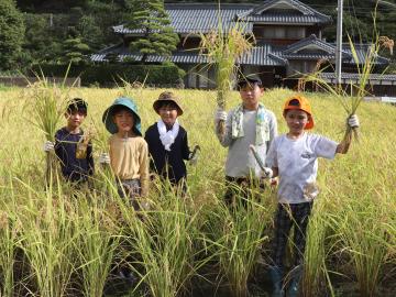 9月14日 長谷幼稚園・小学校 稲刈り体験の写真1