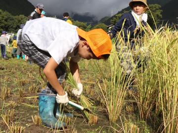 9月14日 長谷幼稚園・小学校 稲刈り体験の写真2