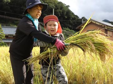 9月14日 長谷幼稚園・小学校 稲刈り体験の写真3