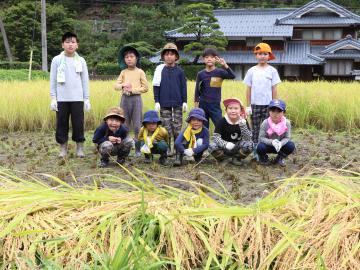 9月14日 長谷幼稚園・小学校 稲刈り体験の写真4