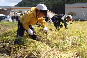 9月17日 神崎幼稚園・小学校 稲刈り体験の写真2