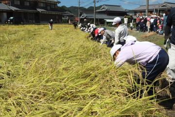 9月17日 神崎幼稚園・小学校 稲刈り体験の写真3