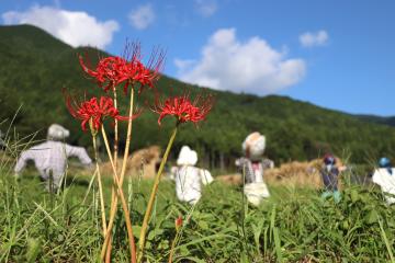 9月22日 彼岸花が見頃の写真